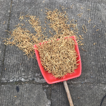 野生水煮晒干精品玉竹