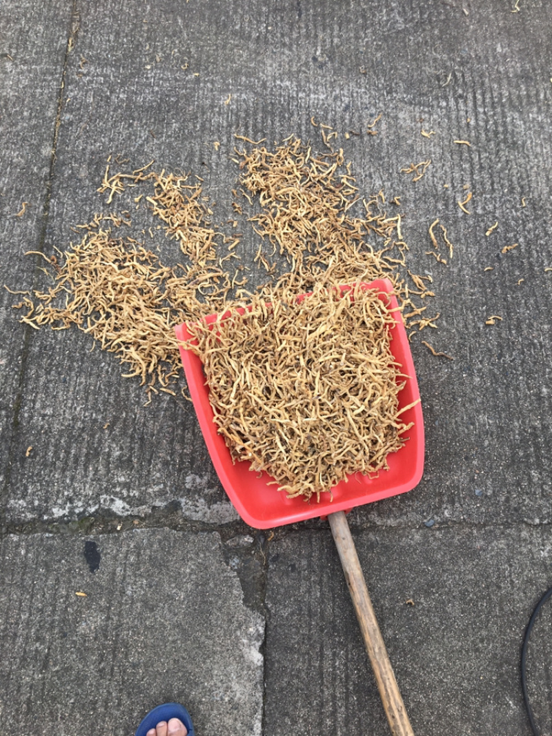 野生水煮晒干精品玉竹