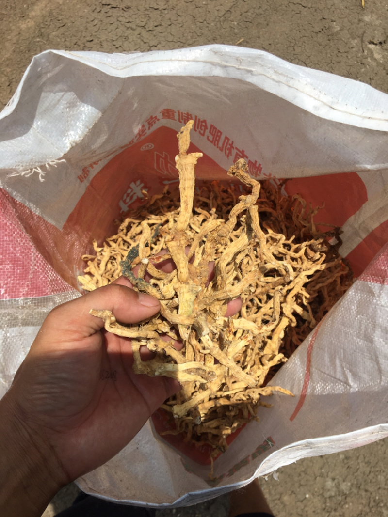 野生水煮晒干精品玉竹