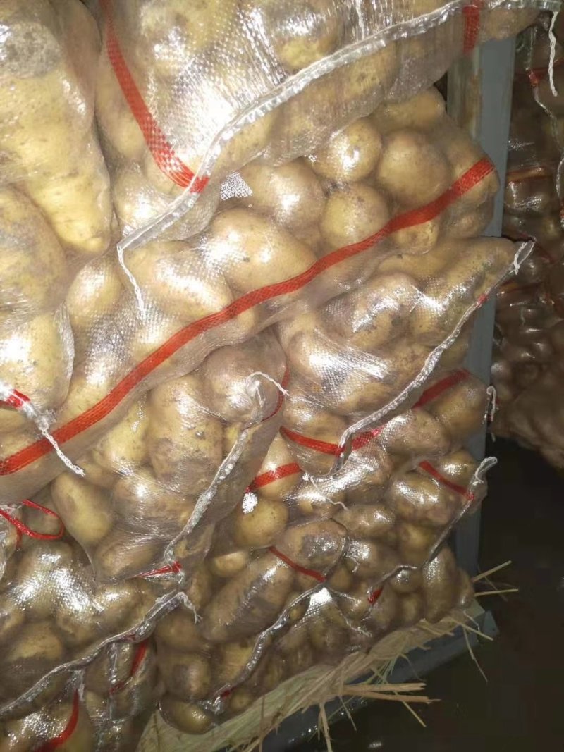 山东潍坊安丘精品土豆上市中欢迎来电订购