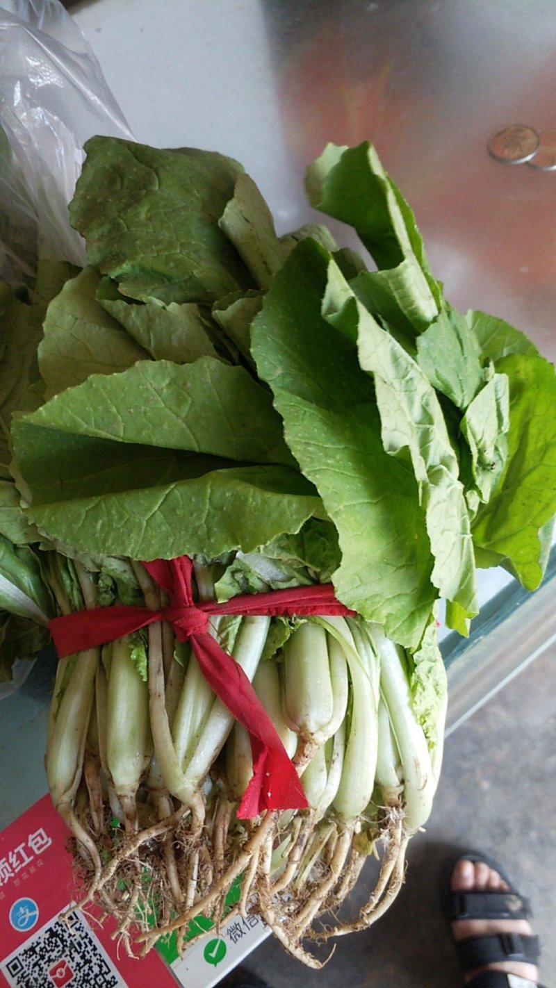 河南精品白菜苗，黄苗白干，产地一手货源，品质保证欢迎来电