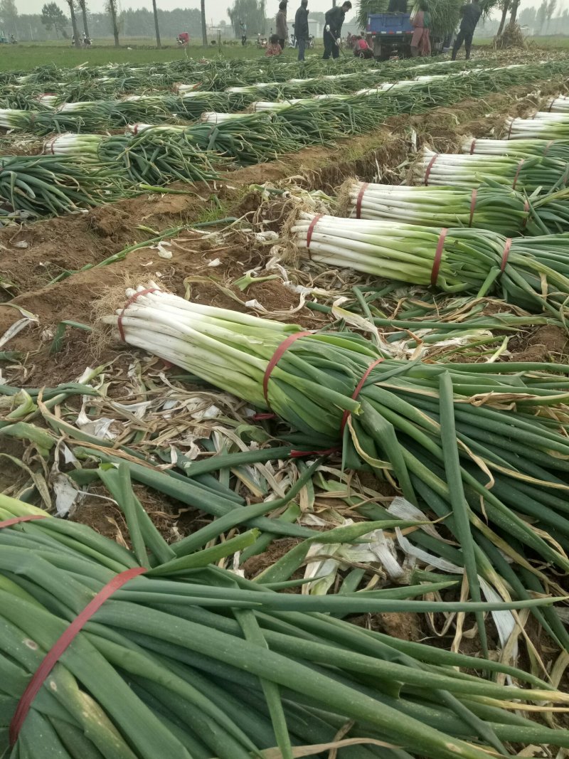 河北南和大葱种植专业合作社，产地对接各大批发市场