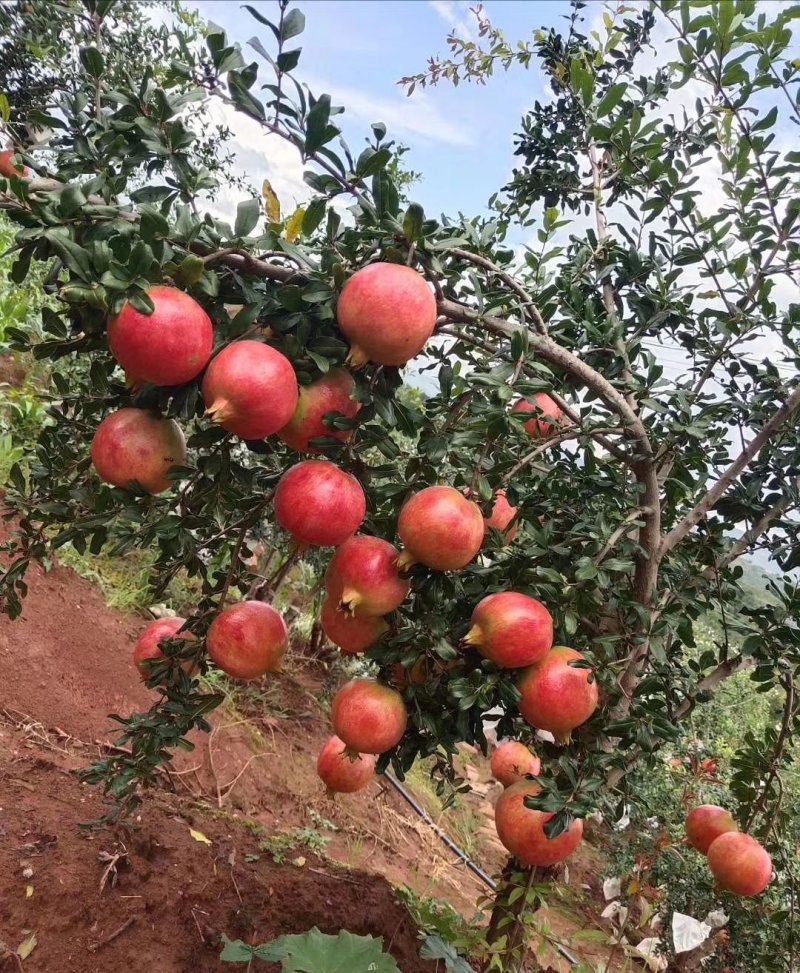 大凉山突尼斯软籽石榴，原产地发货，一手货源，