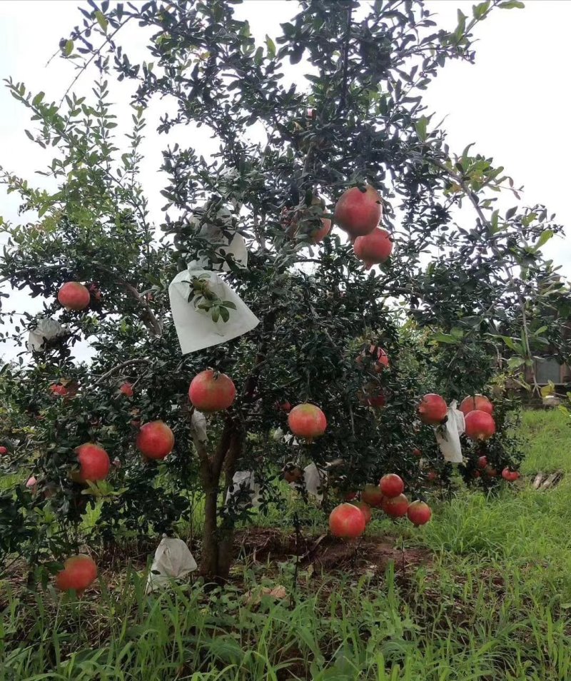 大凉山突尼斯软籽石榴，原产地发货，一手货源，