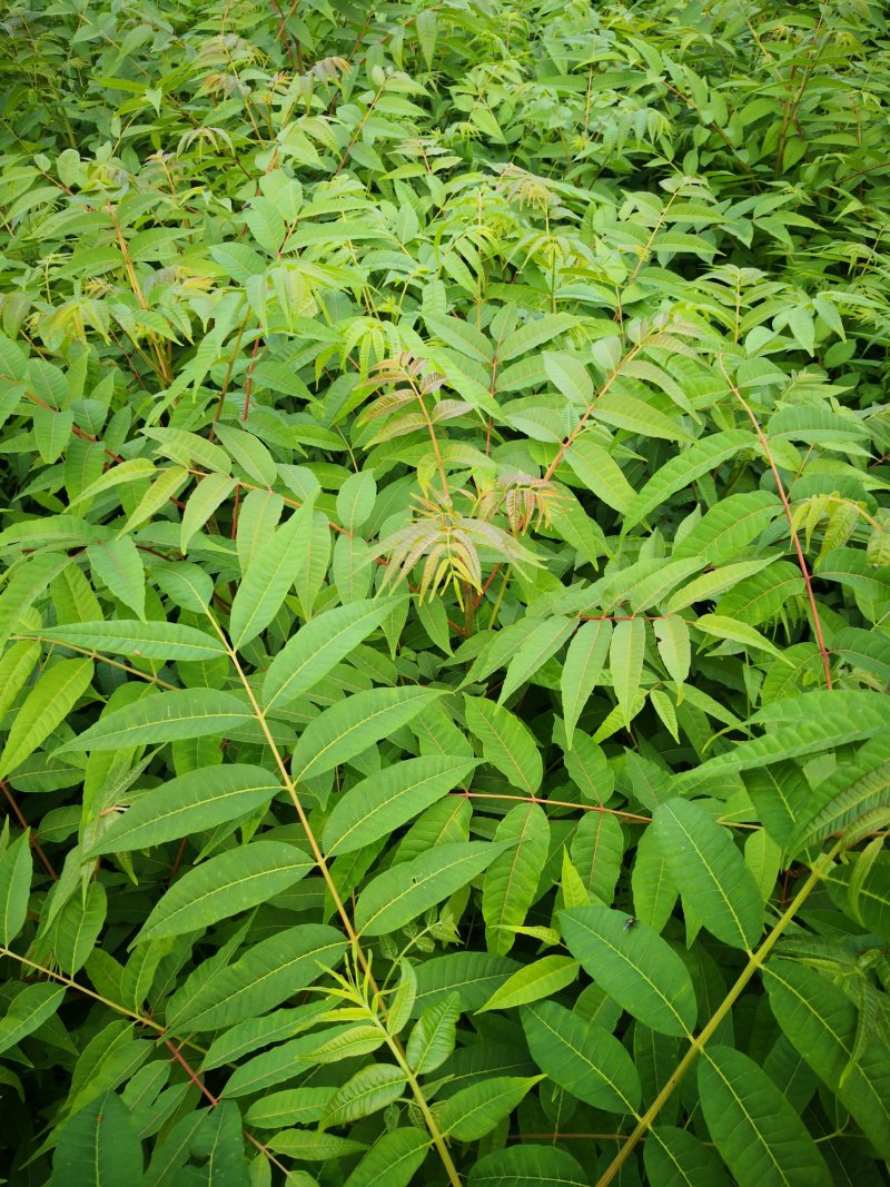 正宗红油香椿苗，大棚苗，地裁苗1-2年山东泰安苗木批
