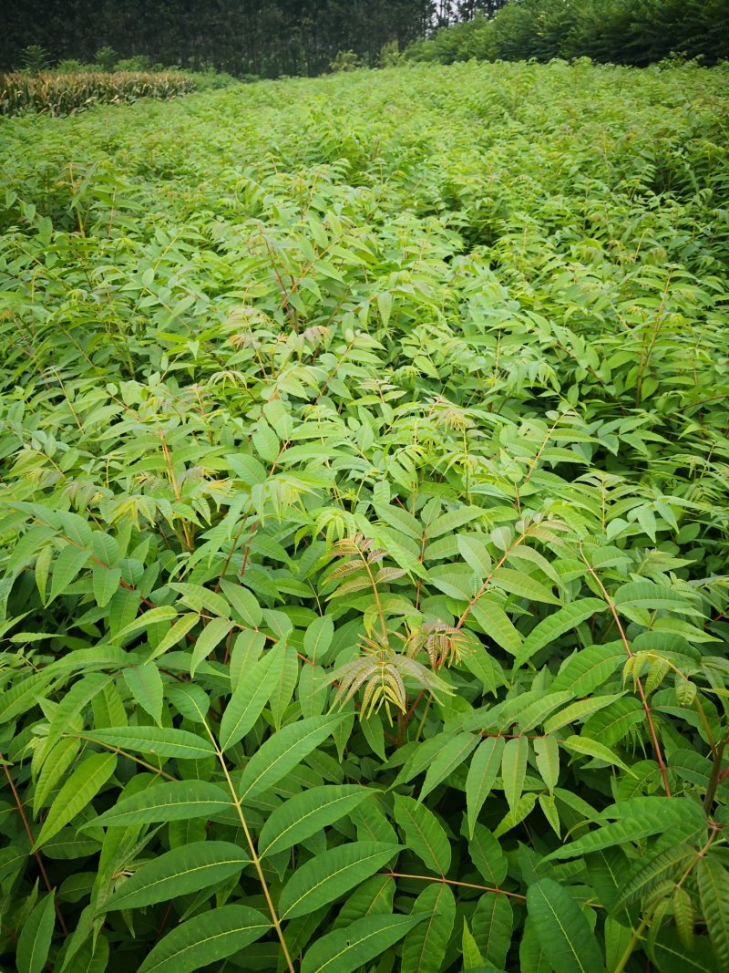 正宗红油香椿苗，大棚苗，地裁苗1-2年山东泰安苗木批