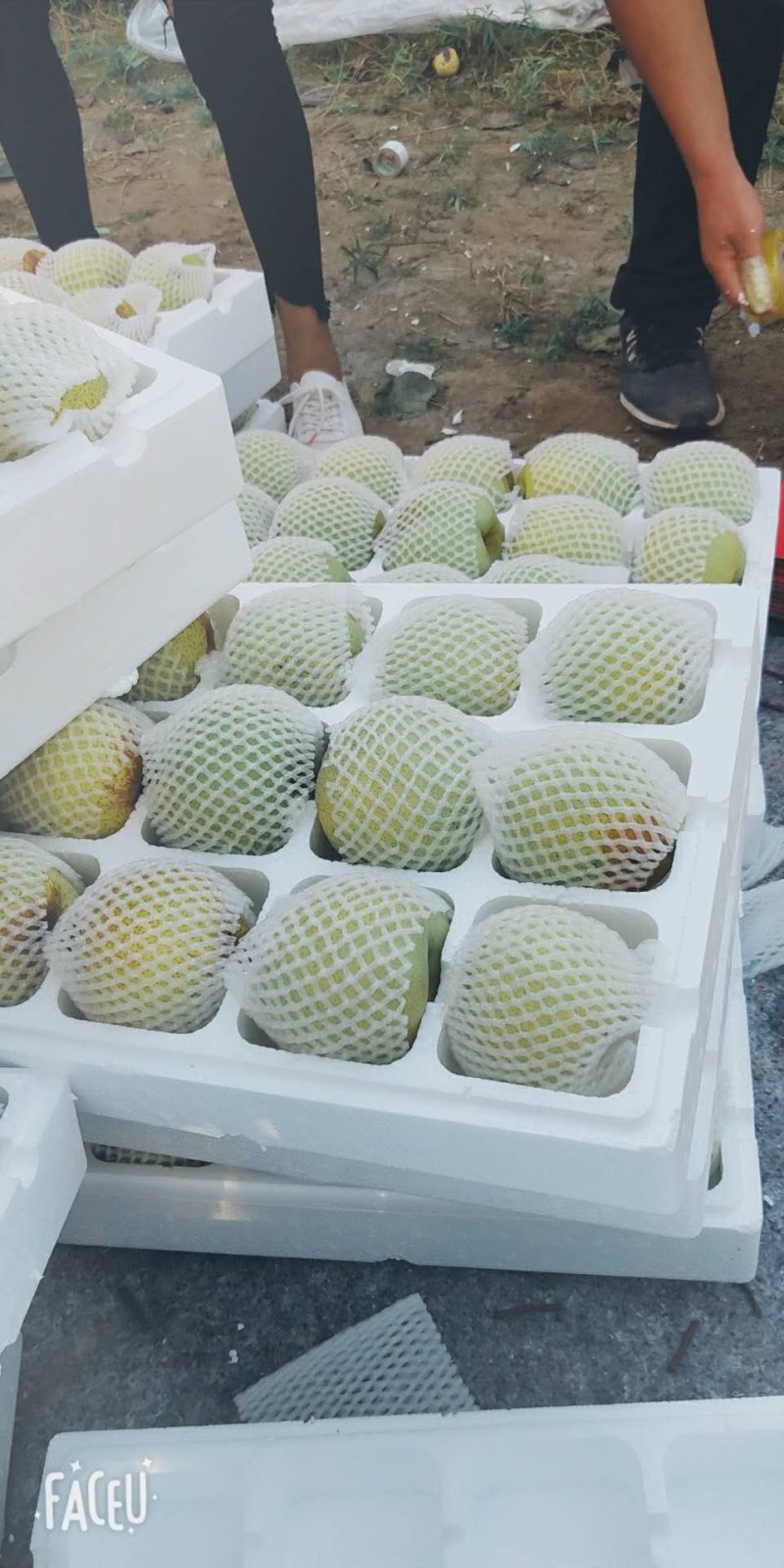 皇冠梨光果套袋白皇冠对接电商商超市场