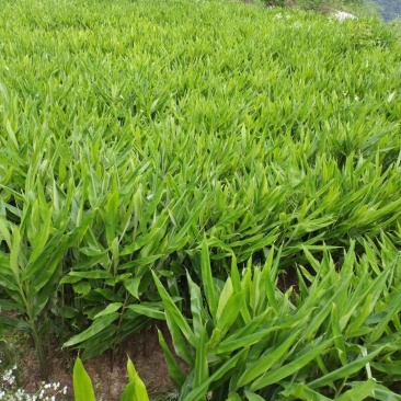 洋荷