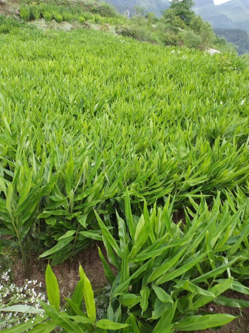洋荷