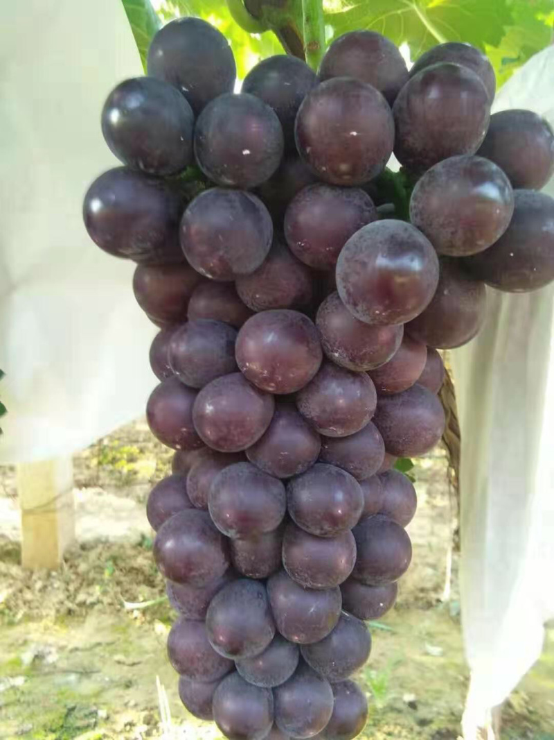 户太八号葡萄