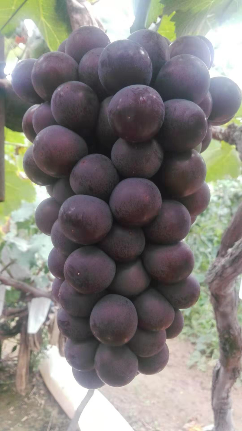 户太八号葡萄