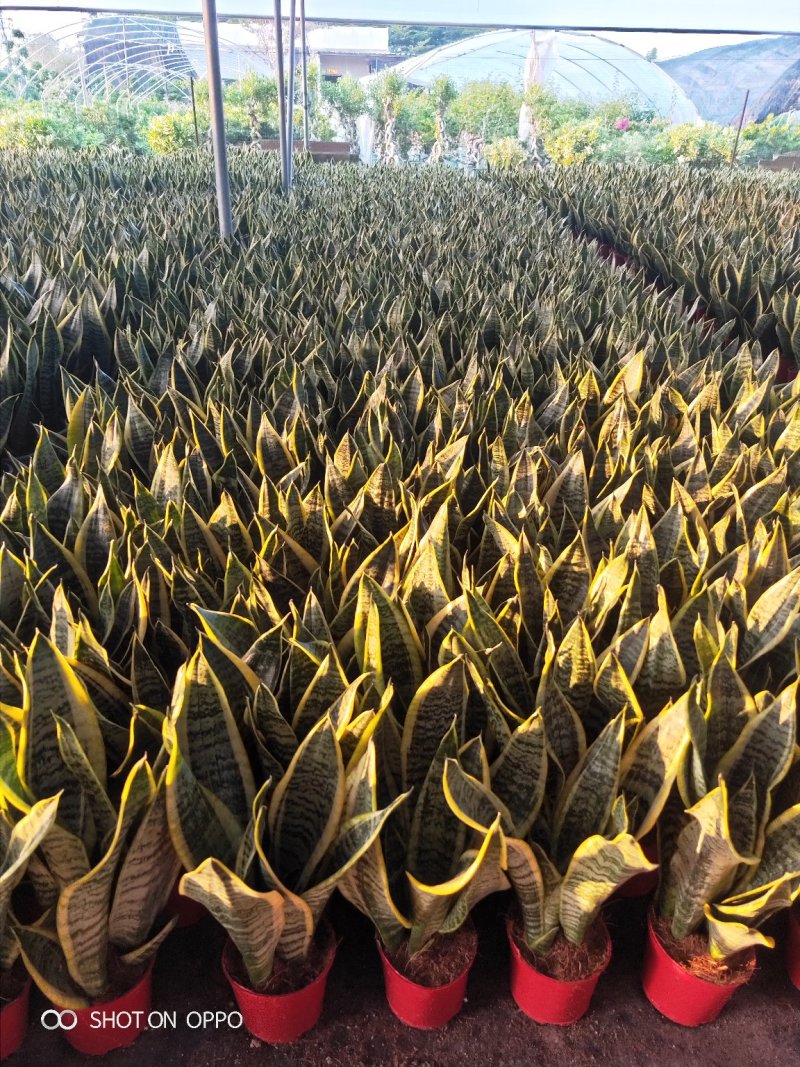 金边虎皮兰多肉植矮金边虎皮兰高20到25厘米福建漳州花卉