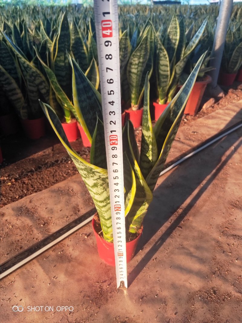 金边虎皮兰多肉植矮金边虎皮兰高20到25厘米福建漳州花卉