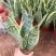 金边虎皮兰多肉植矮金边虎皮兰高20到25厘米福建漳州花卉