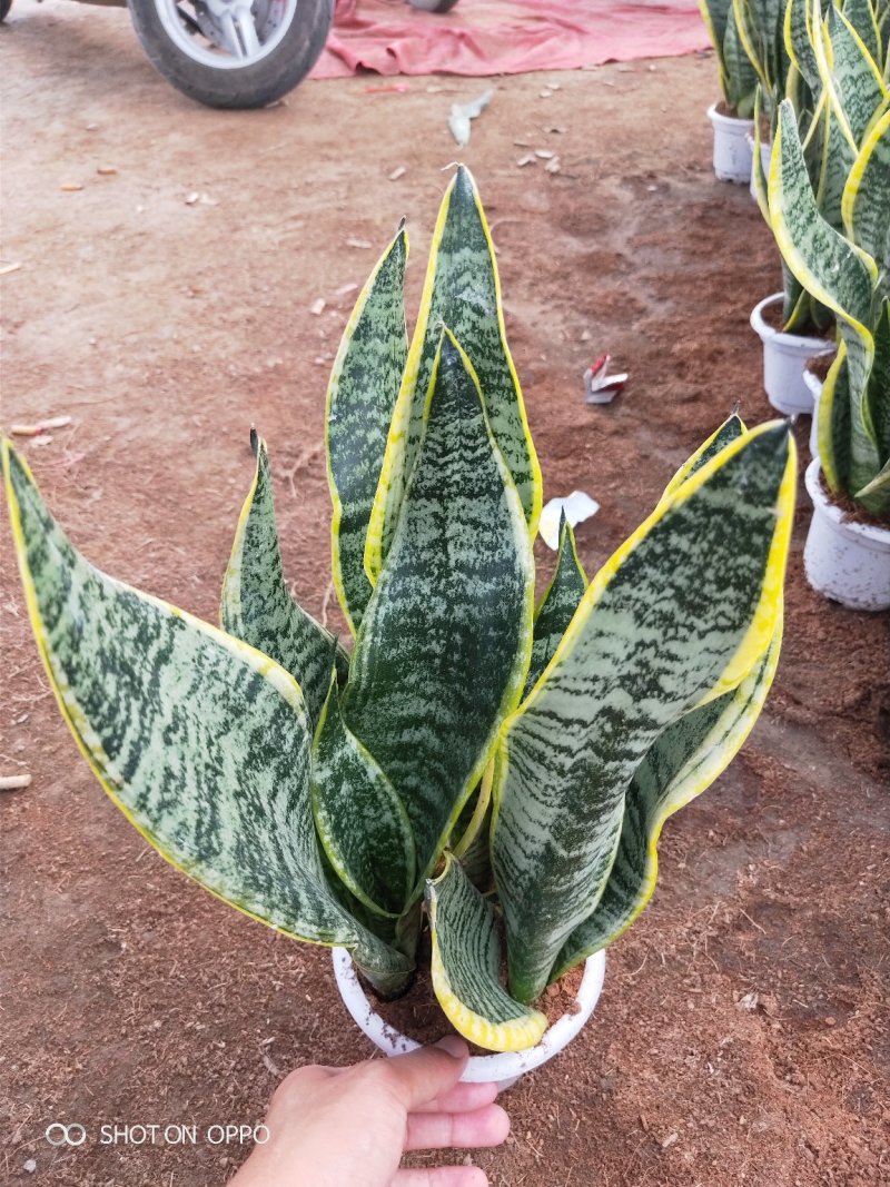 金边虎皮兰多肉植矮金边虎皮兰高20到25厘米福建漳州花卉
