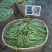 豆类各种豆类上市中，品质精品到中等，次等都有，欢迎采购！