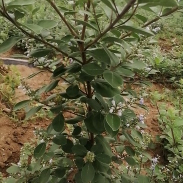 蔓荆子苗
