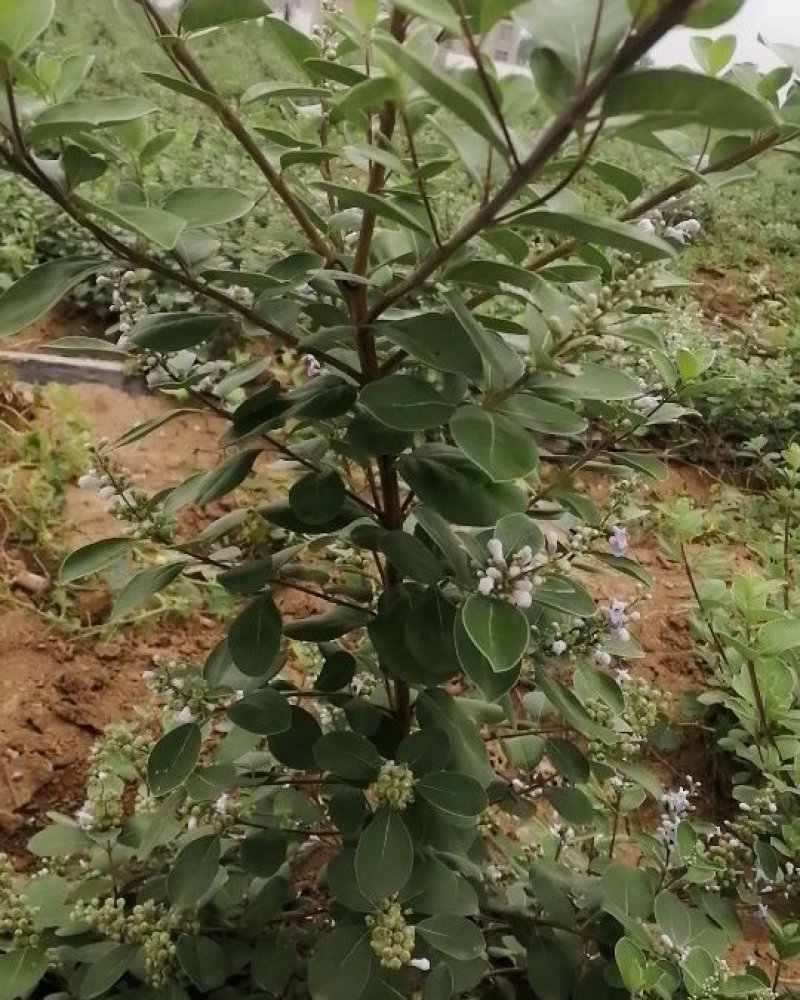 蔓荆子苗