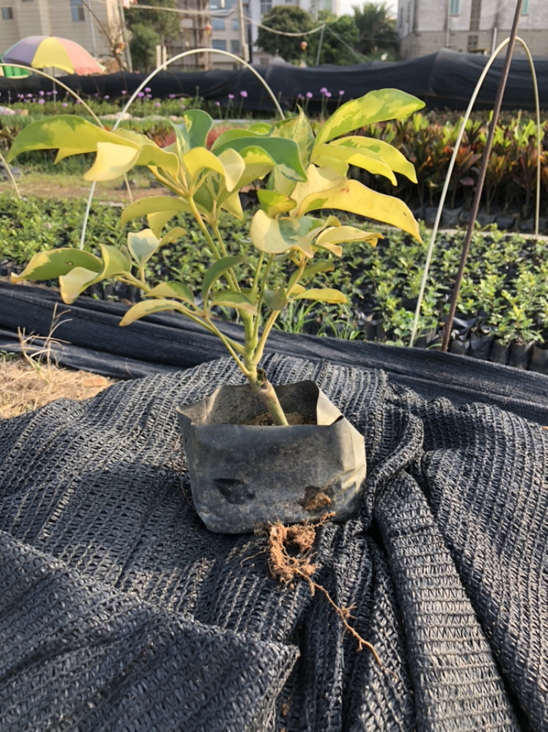 澳洲鸭脚木鹅掌柴15-35高