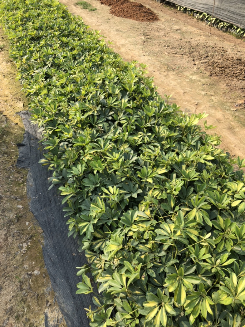 鸭脚木鹅掌柴15-35各种高度漳州花卉基地