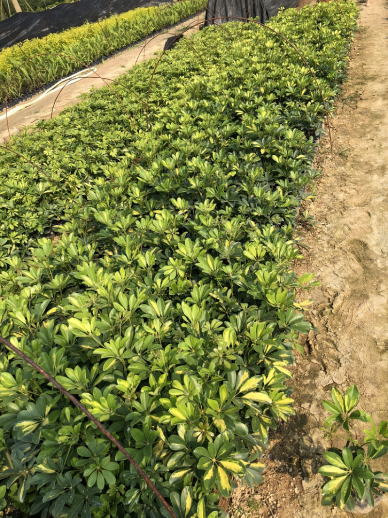 鸭脚木鹅掌柴15-35各种高度漳州花卉基地