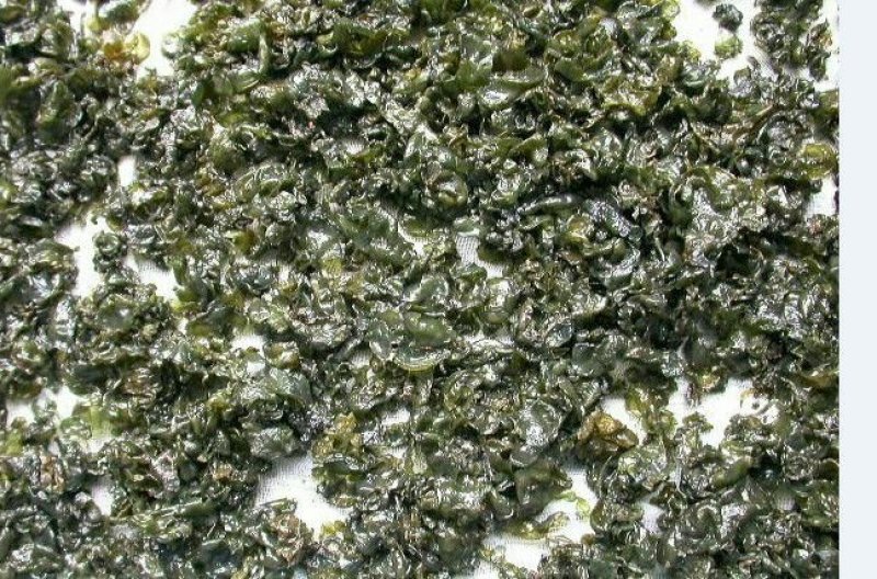地达菜又名地皮菜，