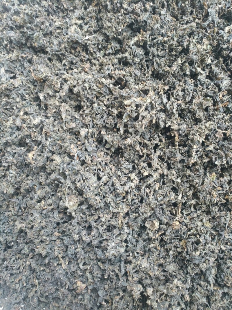 地达菜又名地皮菜，