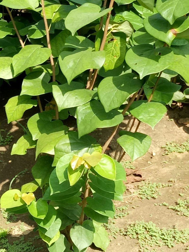 丛生紫荆，独杆紫荆，工程用苗