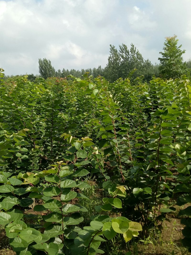 丛生紫荆，独杆紫荆，工程用苗