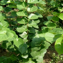 丛生紫荆，独杆紫荆，工程用苗