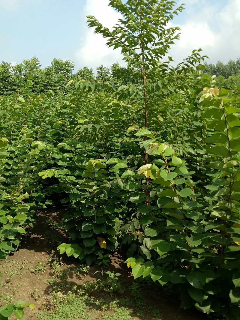 丛生紫荆，独杆紫荆，工程用苗