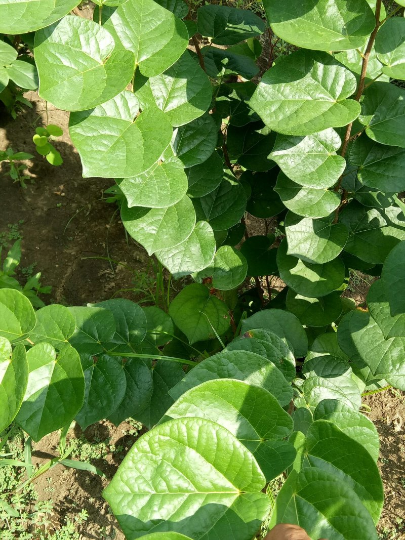 丛生紫荆，独杆紫荆，工程用苗