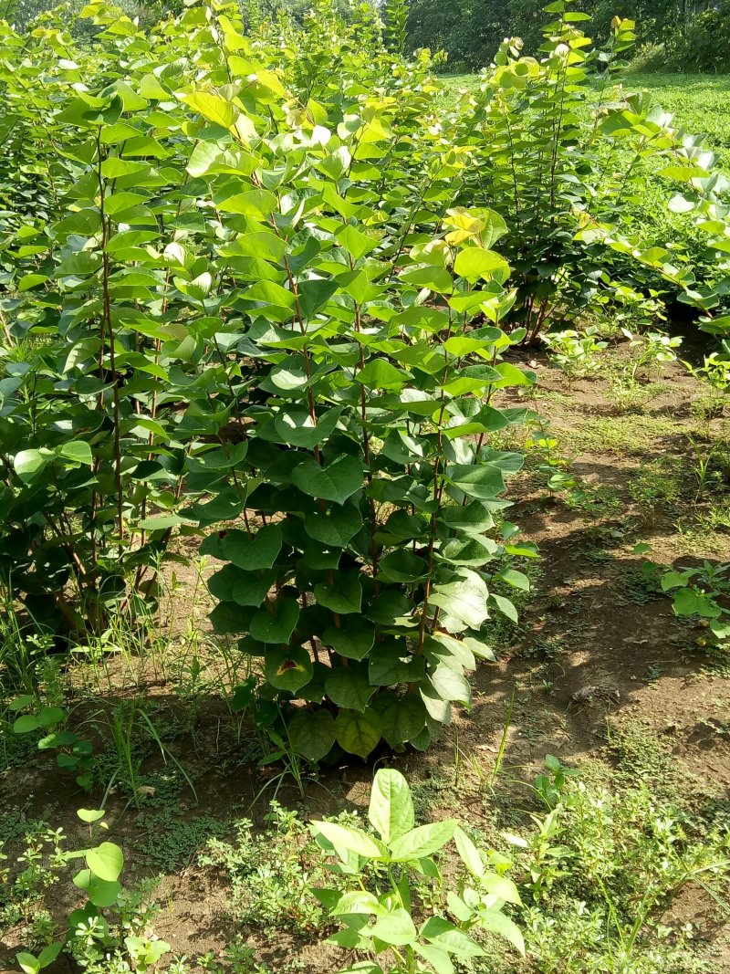 丛生紫荆，独杆紫荆，工程用苗