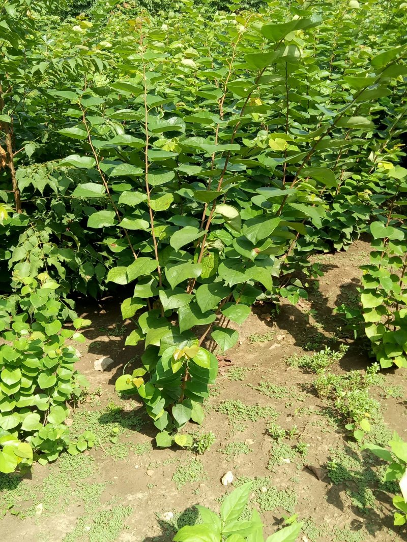 丛生紫荆，独杆紫荆，工程用苗