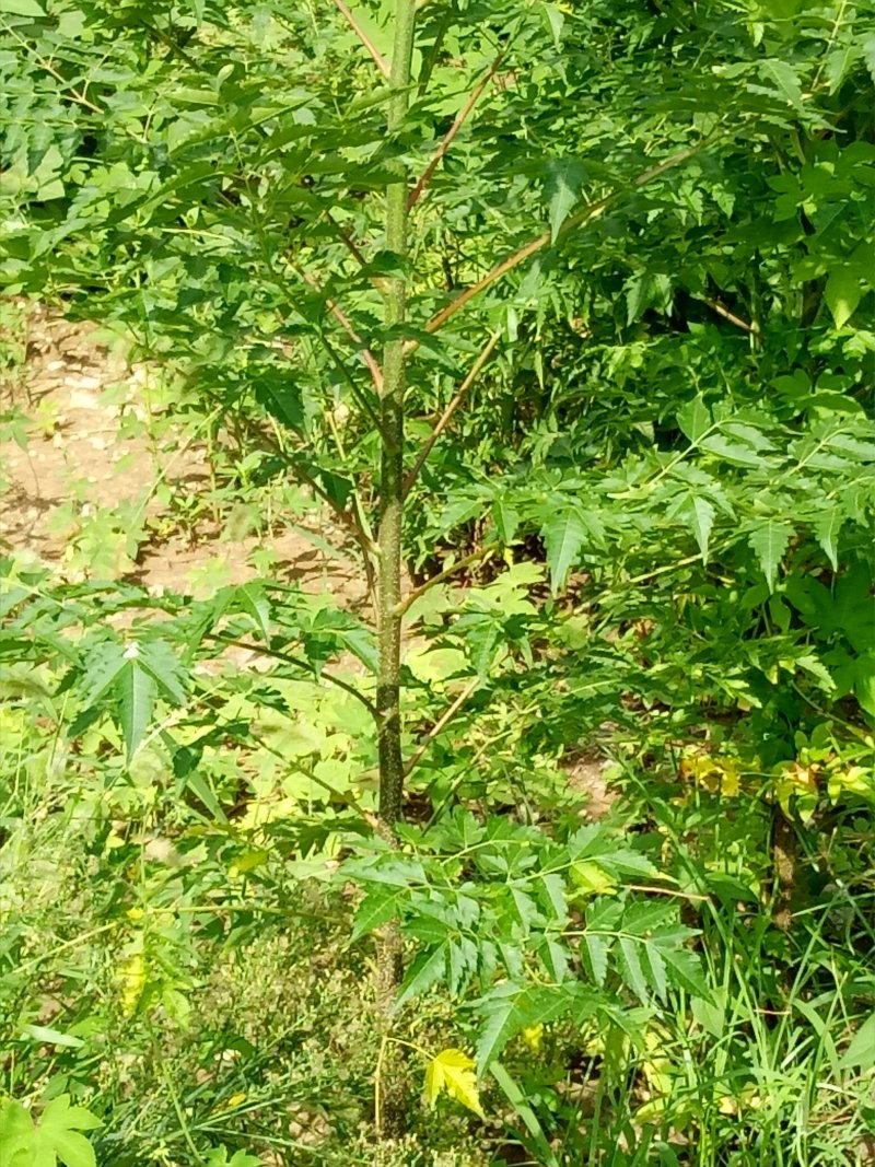 苦楝树苗供苗圃建圃使用苗基地直销