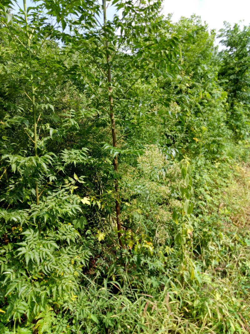 苦楝树苗供苗圃建圃使用苗基地直销