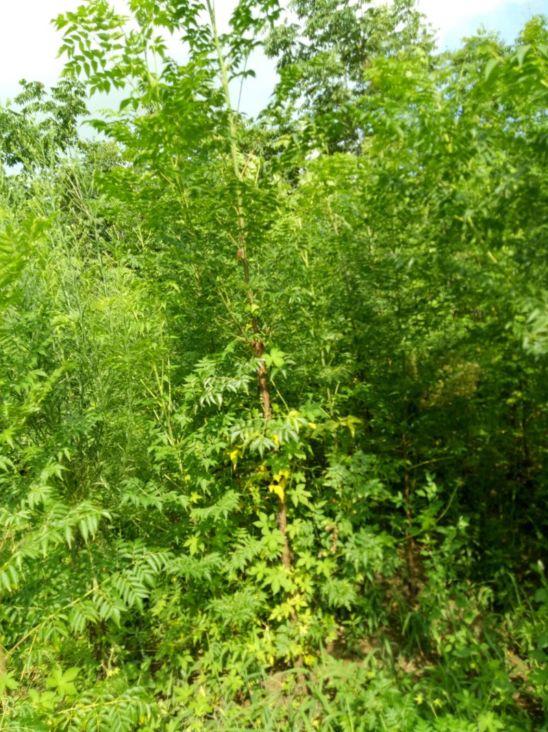 苦楝树苗供苗圃建圃使用苗基地直销