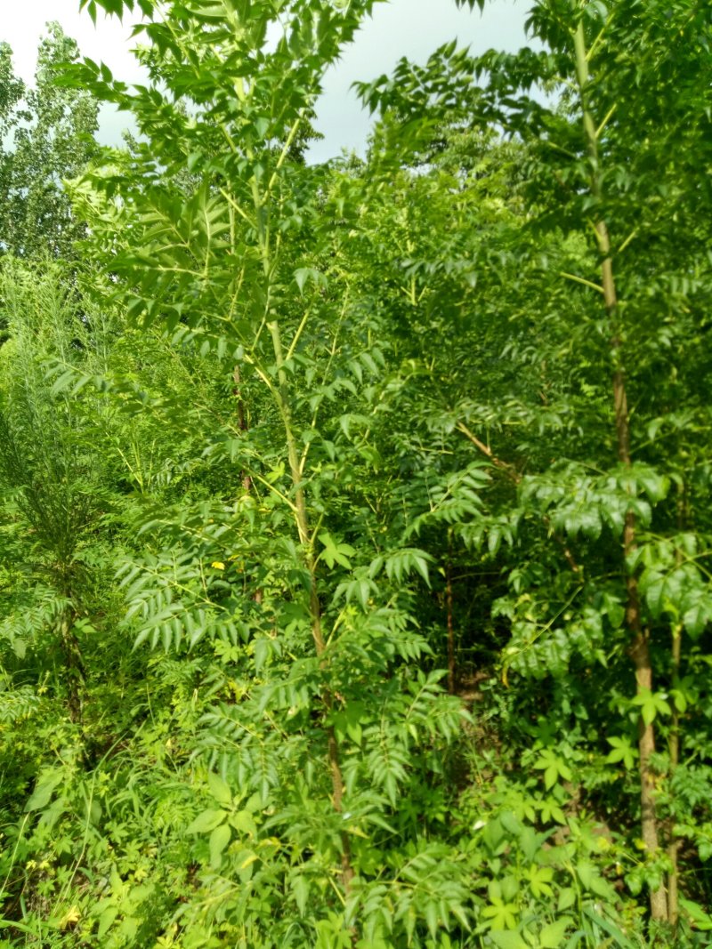 苦楝树苗供苗圃建圃使用苗基地直销