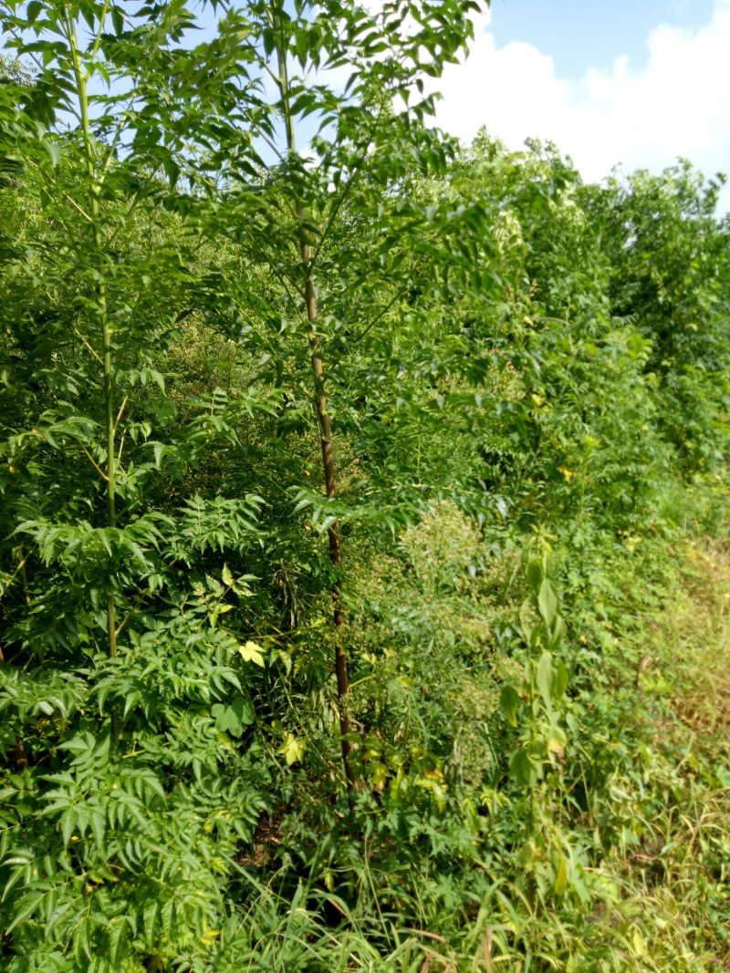 苦楝树苗供苗圃建圃使用苗基地直销