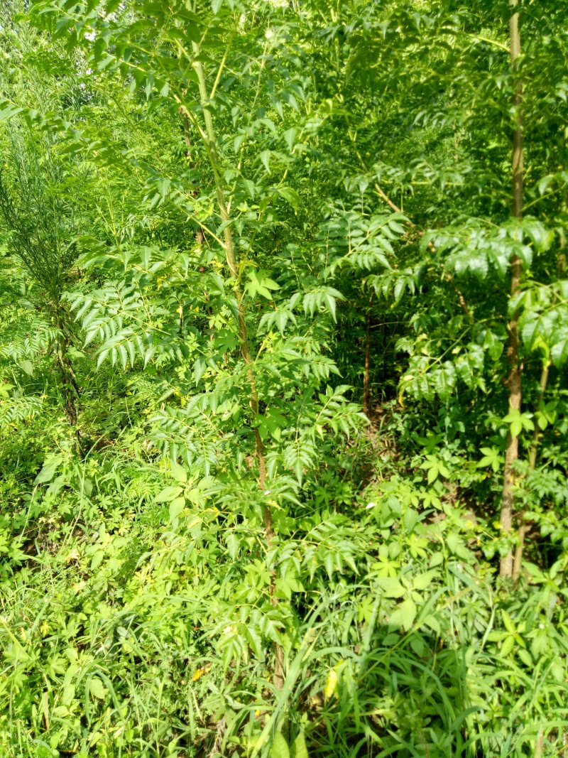 苦楝树苗供苗圃建圃使用苗基地直销