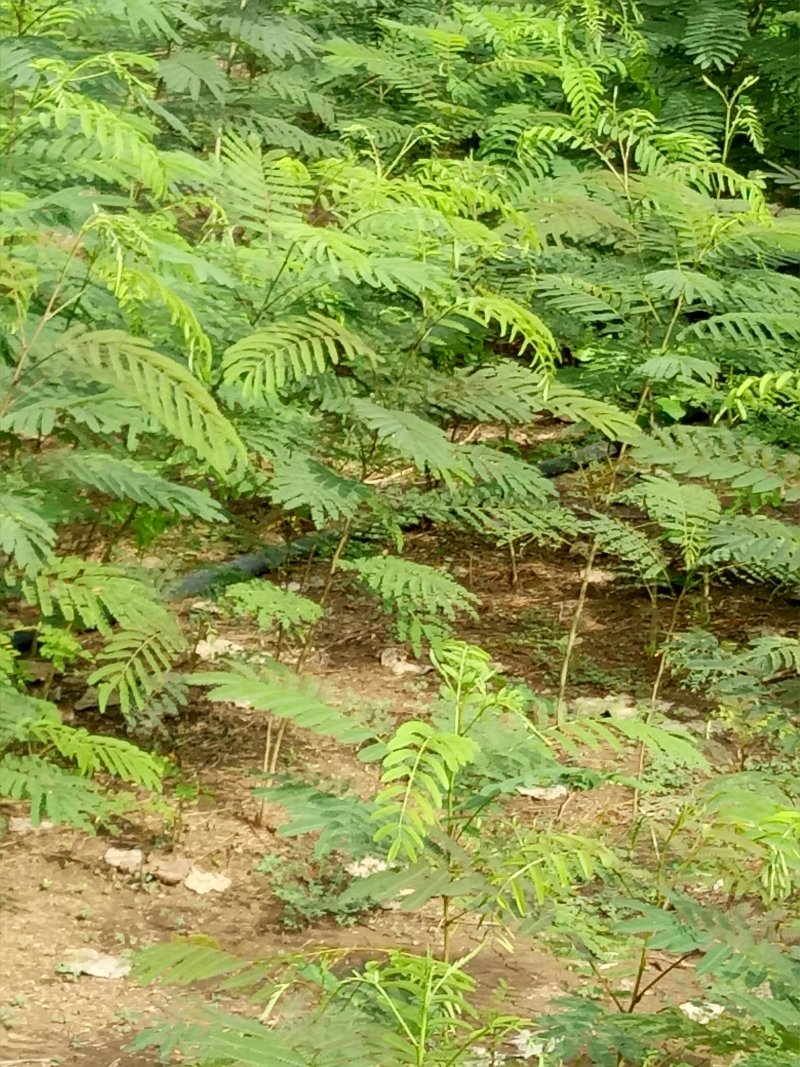 合欢树，绒花树苗建苗圃用苗，