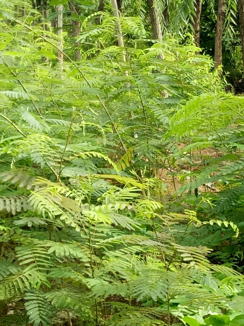 合欢树，绒花树苗建苗圃用苗，