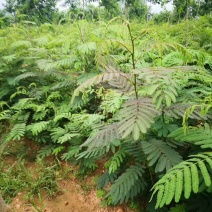 合欢树，绒花树苗建苗圃用苗，