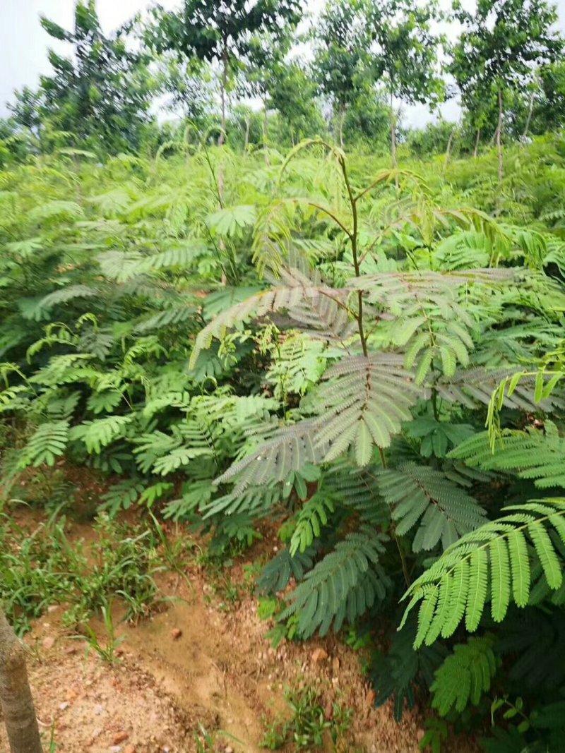 合欢树，绒花树苗建苗圃用苗，