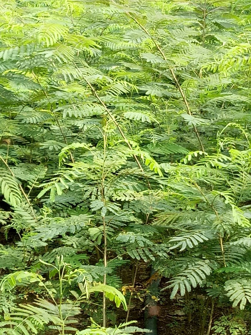 合欢树，绒花树苗建苗圃用苗，