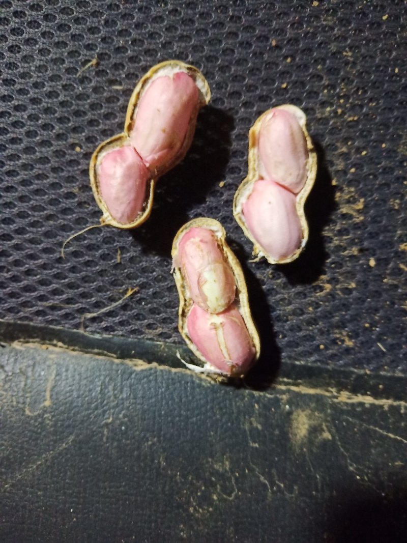 鲜花生罗汉果过筛人工挑选，货量充足专业团队