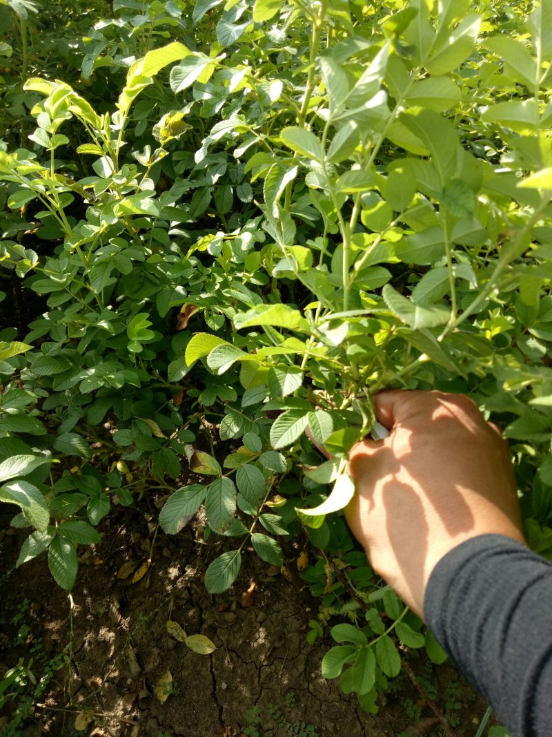 四季玫瑰🌹红玫瑰食用玫瑰