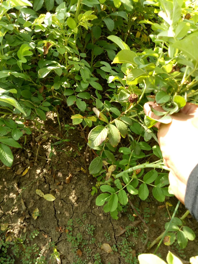 四季玫瑰🌹红玫瑰食用玫瑰