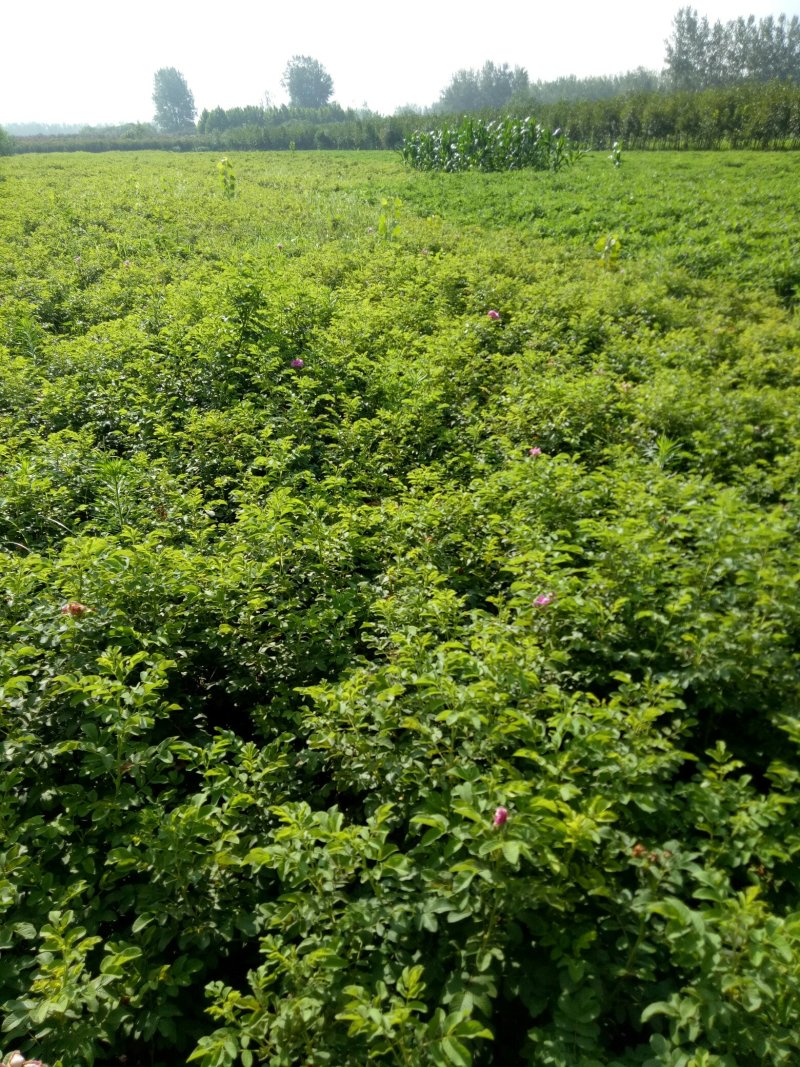四季玫瑰🌹红玫瑰食用玫瑰