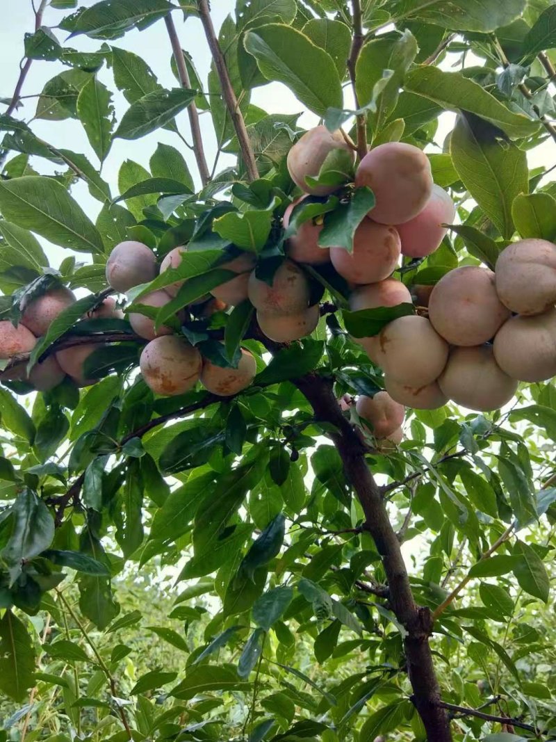 湖北省宜城市小芙蓉李大量上市红肉口感好一手货源